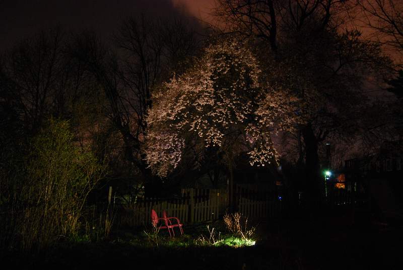 Cherry Tree at Evening.JPG